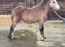 Stunning welsh a yearling