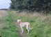 7 month old saluki x bitch