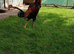 Oxford game hens Shamo cross cock
