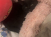 Black Kitten