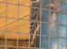 Budgies, 2 recently fledged and two mature male and female