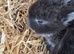 Mini lops
