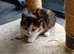 Bengal X kittens now ready?