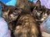 Stunning kittens x bsh &pound;65 each 3 LEFT