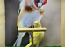 Yellow dimorphic cock bird