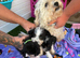 3 Beautiful Jackapoo Puppies Looking for Their Forever Homes