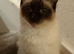 Stunning seal point mitted ragdoll