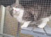 Ragdoll