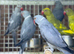 Ring neck parrot