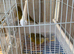 Breeding pair of canaries
