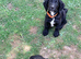 Working Cocker Spaniel Puppies