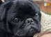 Male black pug