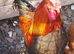Black copper Maran cockrel
