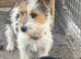 shih tzu / jackrussel