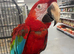Hand Reared Stunning Greenwinged Macaw