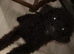 Need to re-home puppy