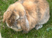 Mini lop