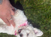 Maltese puppies