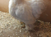 3 bantam chickens