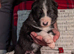 Swiss shepherd x husky x border collie puppies