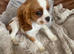 Cavalier King Charles