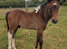Connemara x native cob