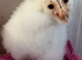 BABY BARN OWLETS - DUE TO HATCH SOON-