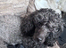 Beutiful miniature poodles