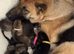 German shepherd pups