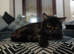 British Shorthair X