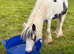 Rhubarb the gorgeous yearling