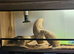 Bearded dragon Female + Viv full set up