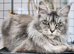 Stunning Mainecoon Active Female