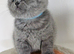 British Shorthair Blue & Lilac