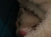 female ferret for sale