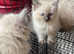 Pure ragdoll kittens