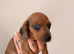 READY TO GO Beautiful Mini Dachshund Puppies