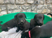 Chunky black labs