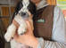 Cocker spaniel puppies READY NOW