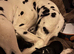 Stunning Dalmatian cross blue merle border collie