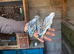 Beautiful Baby budgies