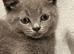 British Blue Short-fur kittens 2 Female & 2 Male