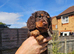 Minature daschund