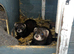 Ferret kits
