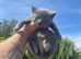 Beautiful bsh x kittens