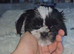 Shih Tzu puppies for sale