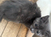 Beautiful rare ragdoll blue sepia tortie female kittens ready now