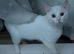 Male cat needing new home