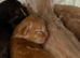 Maine coon cross British longhair
