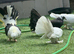 Indian fantails